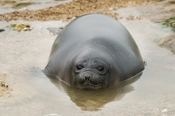 Elephant seal resting on the beach, Peninsula Valdes, Patagonia, Argentina.