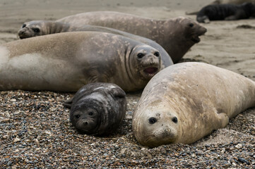 Fototapeta premium Family of elephant seals on the beach, Peninsula Valdes, Patagonia, Argentina.