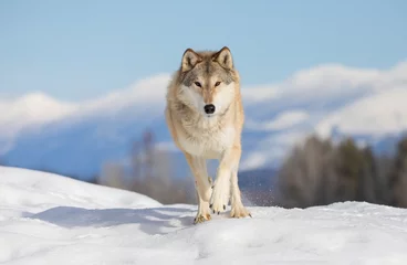 Deurstickers Tundra Wolf (Canis lupus albus) walking in the winter snow with the mountains in the background © Jim Cumming