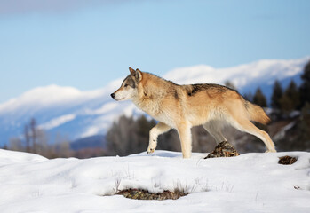 Tundra Wolf (Canis lupus albus) walking in the winter snow with the mountains in the background