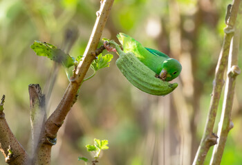Green-rumped Parrotlet, Forpus passerinus, eating okra in an agricultural field.