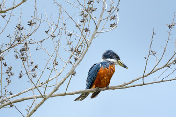Color splash of a Ringed Kingfisher bird, Megaceryle torquata, perching in a tree of dead branches and a gray blue-gray background.