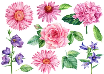 Deurstickers Hydrangea, rose, bluebells, echinacea and gerbera on a white background. Watercolor illustration, floral elements  © Hanna