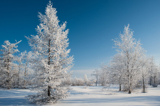 trees covered with frost in a winter forest