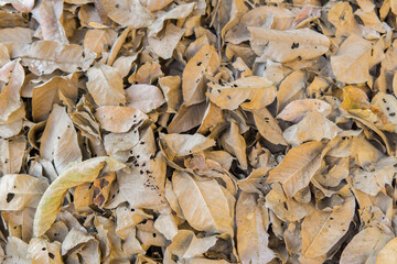 Dried brown leaves,  colorful autumn fallen leaves in forrest.