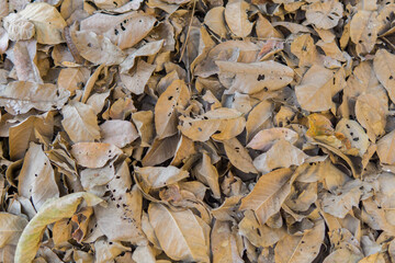 Dried brown leaves,  colorful autumn fallen leaves in forrest.