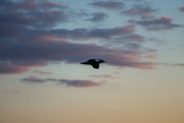 Fototapeta na wymiar Birds in the sky at sunset