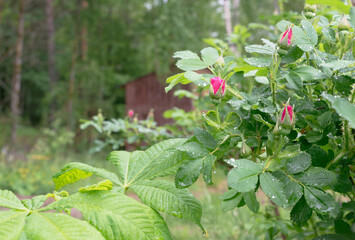 opening rosebuds on a fresh green bush after rain and next to a young chestnut tree - eco concept, country life, nature