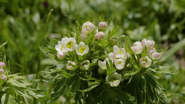 North Caucasus. Lago-Naki Plateau. Blooming Anemonastrum fasciculatum.