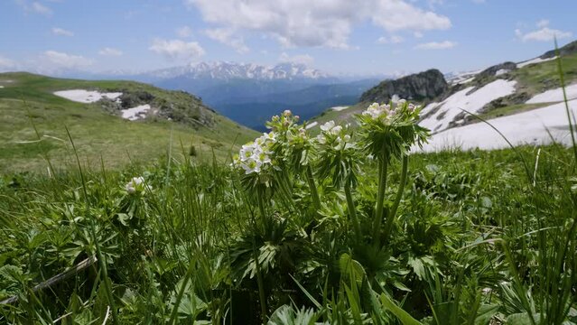 North Caucasus. Lago-Naki Plateau. Blooming Anemonastrum fasciculatum.