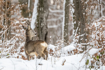 A Roe Deer buck in a snowy, winter forest. Bieszczady Mountains, Poland. © Szymon Bartosz
