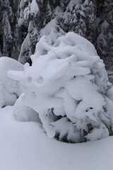 A snow-covered and bent tree resembling a troll