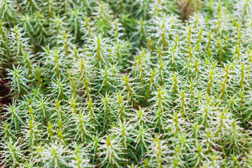  Green spike grasses, weed are growing up against the trees. busy blooming, water droplets covered stems, soil holding environment friendly