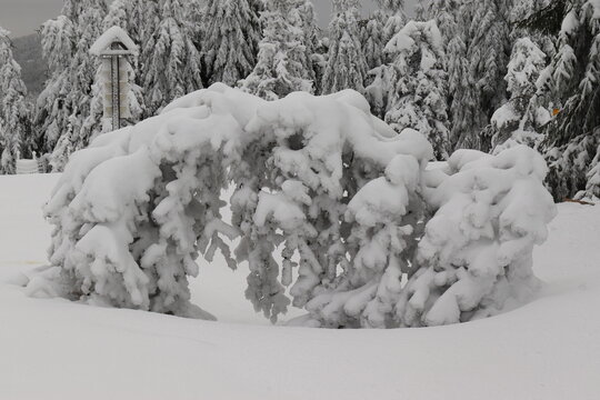 A snow-covered and bent tree 