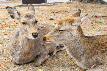 奈良公園の鹿
Deer in Nara Park,Japan