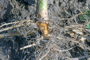 Damaged root of oilseed rape (canola) by larva of cabbage fly (also cabbage root fly, root fly or...
