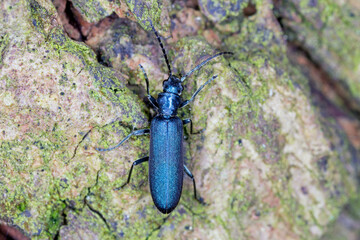Beetle from family Oedemeridae commonly known as false blister beetles, genus Ischnomera.