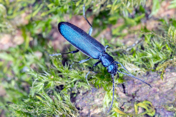 Beetle from family Oedemeridae commonly known as false blister beetles, genus Ischnomera.