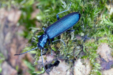 Beetle from family Oedemeridae commonly known as false blister beetles, genus Ischnomera.