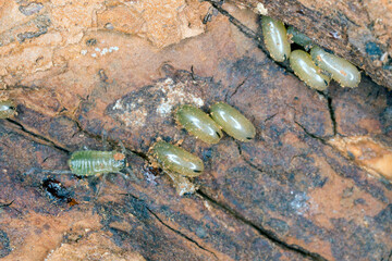 Eggs of aphids that live under tree bark and suck sap with a long mouth apparatus many times longer...