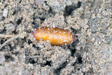 Pupa of cabbage fly (also cabbage root fly, root fly or turnip fly) - Delia radicum in soil.