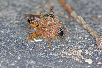 Osmia bicornis (Osmia rufa) is a species of mason bee, and is known as the red mason bee. Insects...