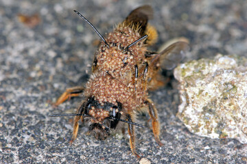 Osmia bicornis (Osmia rufa) is a species of mason bee, and is known as the red mason bee. Insects covered with parasitic mites - Chaetodactylus krombeini.