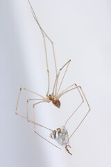 Pholcus phalangioides, commonly known as daddy long-legs spider or long-bodied cellar spider at home. With a hunted other spider - jumping spider or the Salticidae. It's a common house spider.