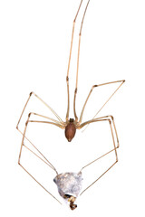 Pholcus phalangioides, commonly known as daddy long-legs spider or long-bodied cellar spider at home. With a hunted other spider - jumping spider or the Salticidae. It's a common house spider. - obrazy, fototapety, plakaty