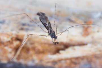 Common thread-legged assassin bug Empicoris culiciformis.