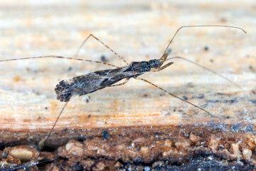 Common thread-legged assassin bug Empicoris culiciformis.