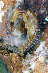 Raphidiidae is a family of snakeflies in the order Raphidioptera. Pupa under the bark of a tree.