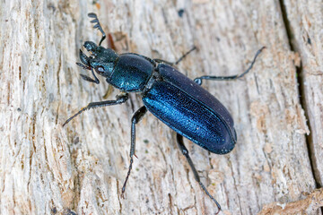 Stag beetle (Lucanidae) - Platycerus caraboides.
