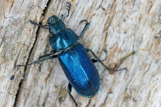 Stag beetle (Lucanidae) - Platycerus caraboides.