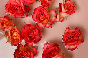 Summer scene with pink rose flowers in water. spa, nature background