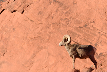 A solitary desert bighorn sheep against a background of red sandstone. 