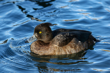 Tufted Duck, United Kingdom