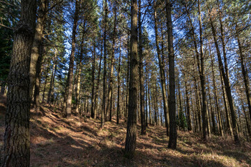 pine forest in the mountains of the basque country