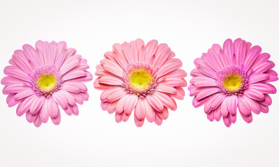 Gerbera flowers isolated on white background. Pink flowers macro detailed photo set