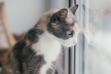 Motley domestic cat looks out the window. Reflection of the cat in the window.