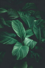 abstract green leaf texture, nature background, tropical leaf
