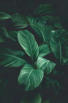 Fototapeta abstract green leaf texture, nature background, tropical leaf 