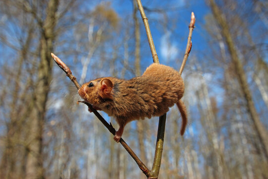 Auswilderung einer Haselmaus