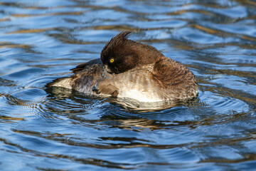 Tufted Duck, United Kingdom