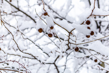 Close-up of a snow-covered branch with a dry leaf against the background of snowdrifts in the forest