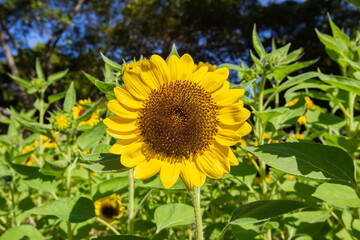 Closeup beautiful Sunflower in garden in morning