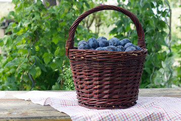 Fototapeta na wymiar Wooden basket of garden plums on a wooden table with a tablecloth.