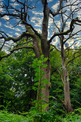 Dürre Eichenstämme im Wald