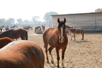 rescued ponies in the paddock of animal shelter