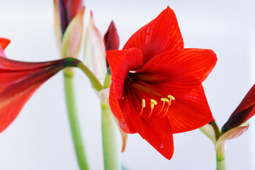 赤いアマリリス　アマリリス　白バック　赤い花